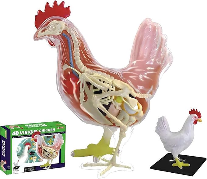Kip Anatomisch Model - Dierenmodel 4D - Educatieve Demonstratie - 32 Delig Monteerbaar - 16 x 16 x 16 Cm