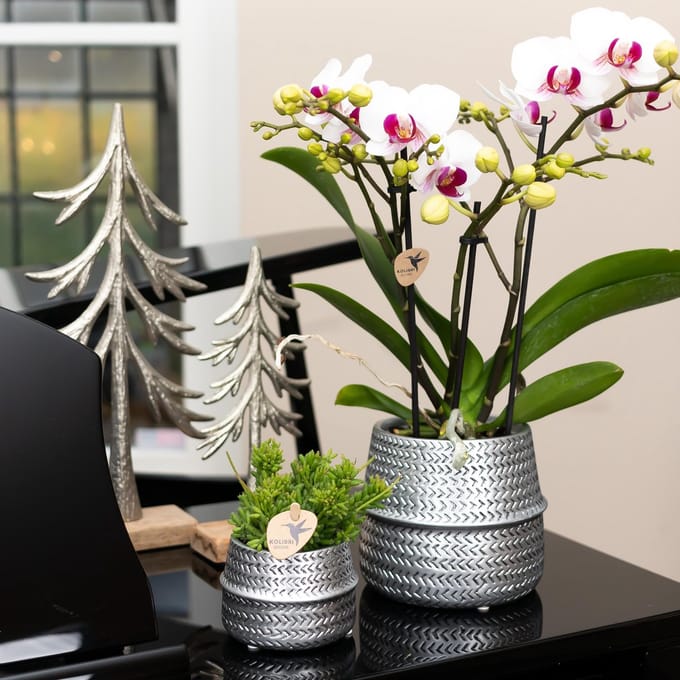 Kolibri Home | Groove sierpot - Zilver - Ø9cm