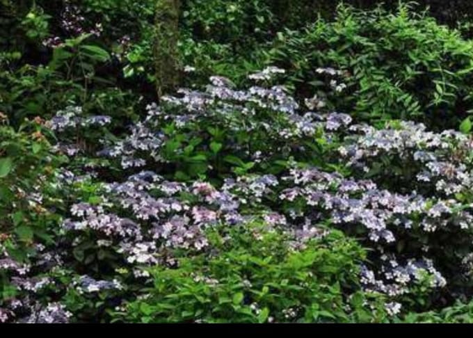 1 x Hydrangea serr. 'Bluebird' - Berghortensia 25- 30 cm in pot
