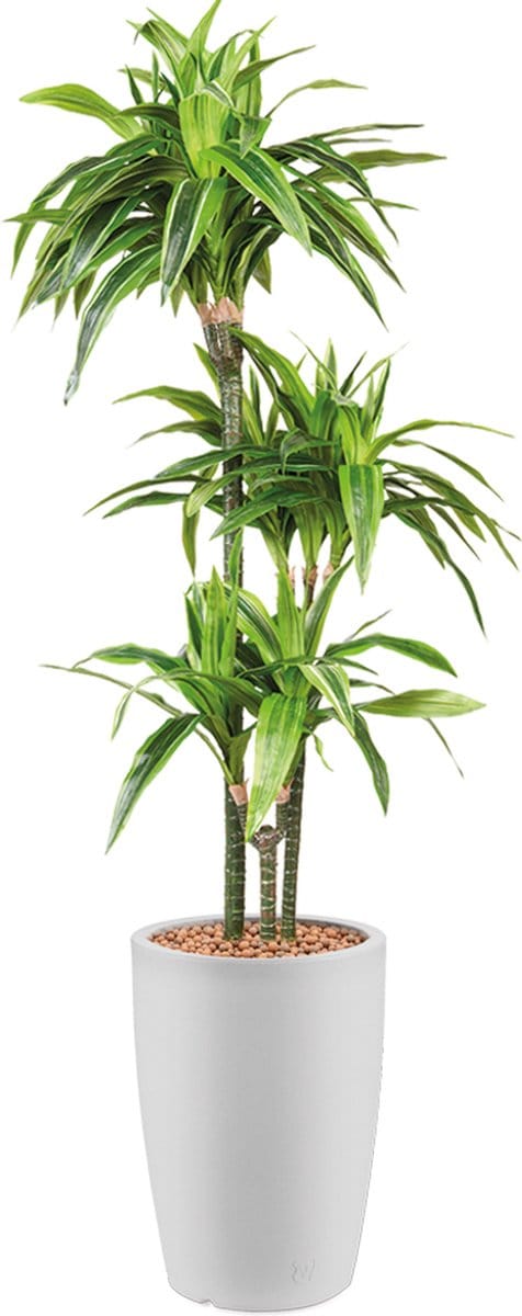 Kunstplant Dracaena Lemon Lime in Genesis rond H150 cm