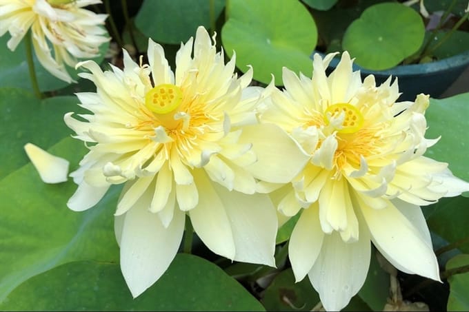 Moerings Nelumbo Pygmaea Yellow | Gele Lotus | In 3L Mand