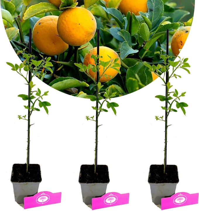 Set van 3 Wilde Citroen - Citrus trifoliata - Winterhard - H20cm - in 9cm pot