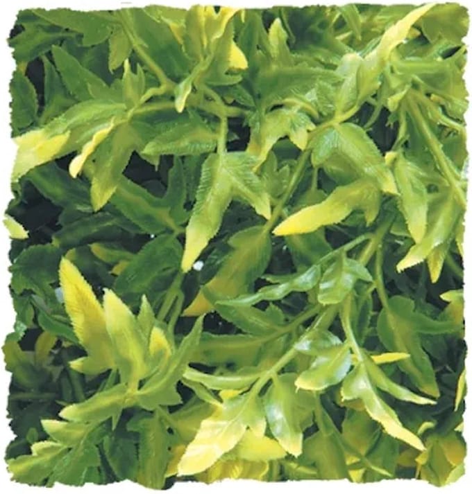ZooMed - naturalistic flora - bolivian croton - small - terrariumplant