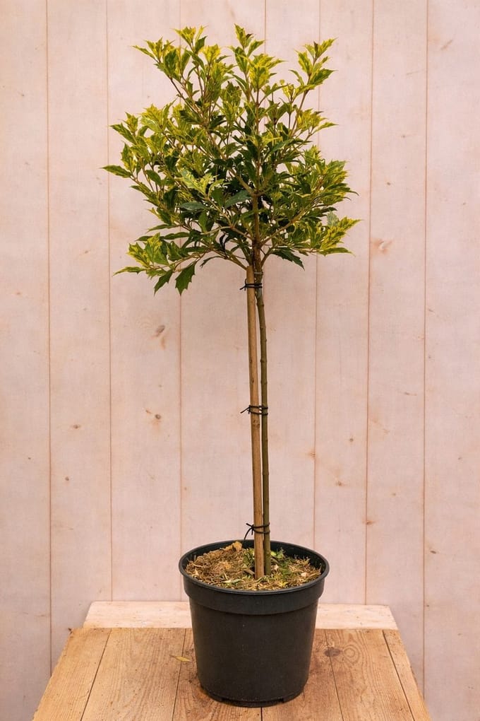Warentuin natuurlijk - Schijnhulst Osmanthus heterophyllus Goshiki...