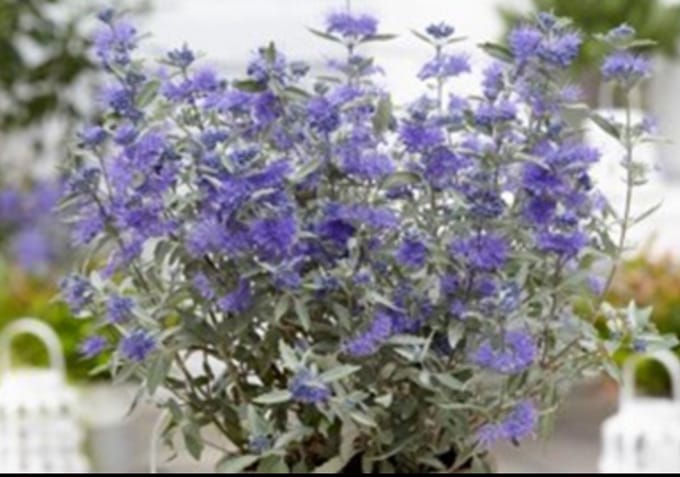 Caryopteris cland. 'Sterling Silver'® - Blauwbaard 30- 40 cm in pot