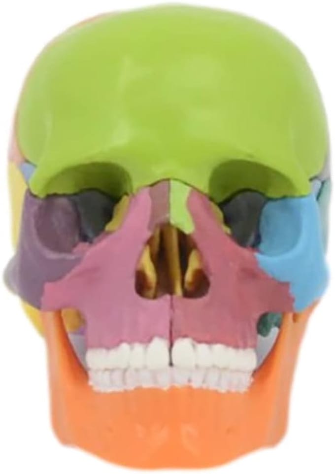Menselijk Schedelmodel - Anatomisch Model - Onderwijs Studie - 4D Gedemonteerd - 12x8x10cm - Kleurrijk
