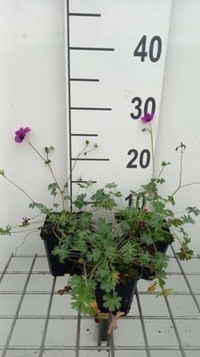 6x Ooievaarsbek - Geranium cin. 'Purpureum' | 9x9 cm pot