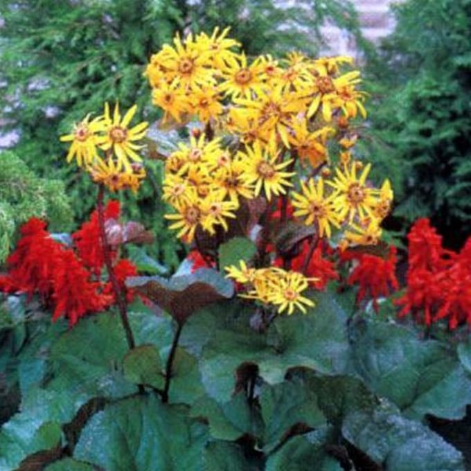 6 x Ligularia Dentata - Grijsaard pot 9x9cm