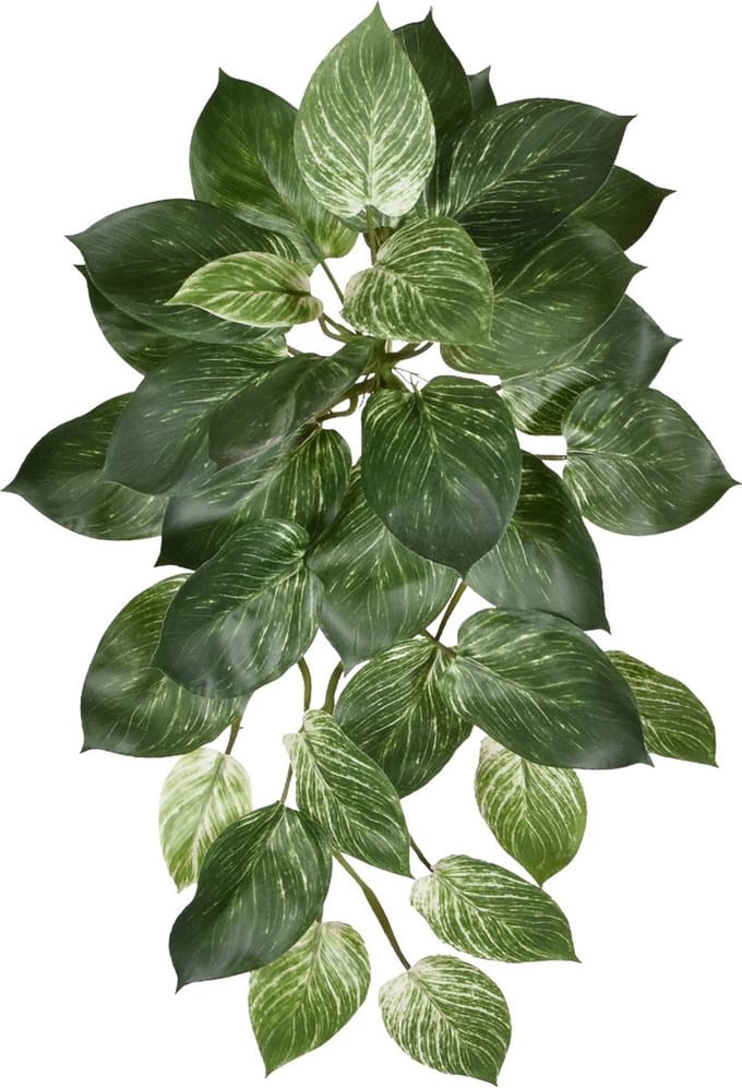 Philodendron Birkin hanger 65cm