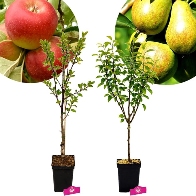 Set van 2 Fruitbomen - Red Delicious Appelboom, Conference Perenboom - Hoogte 80/100cm – 5 Liter pot