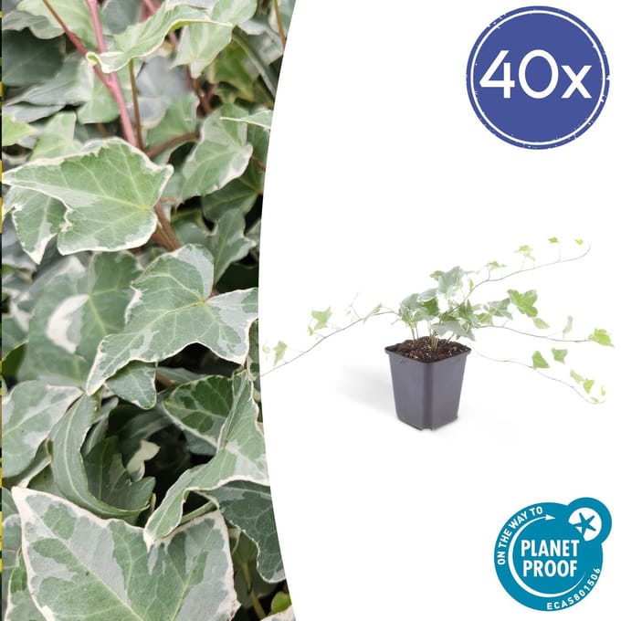 Green Harmony| Hedera hel. 'Glacier' - 25cm - Ø9cm - 6x