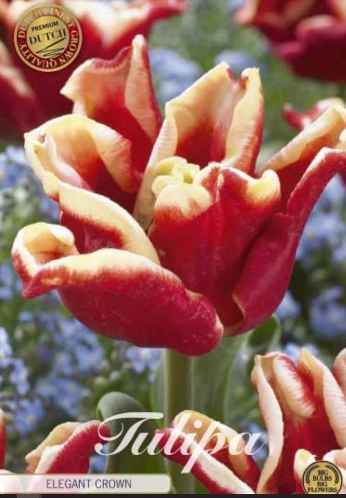 Dutch Finest Quality bloembollen - Tulpen Tulp Elegant Crown x7 12/+s