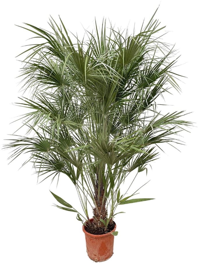 Chamaerops Humilis struik - 170cm- Ø30