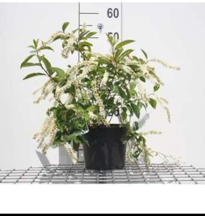 Itea virg. 'Henry's Garnet' - Bloemwilg 30- 40 cm in pot
