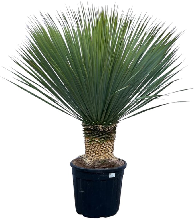 Yucca Rostrata - 140 cm - Ø45