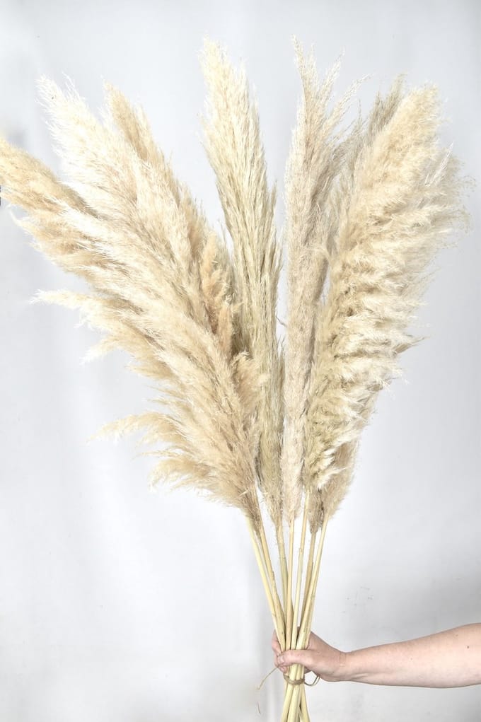 Droogbloemen - Pampas pluimen - 100 cm - 5 stuks - Natuurlijk Bloemen