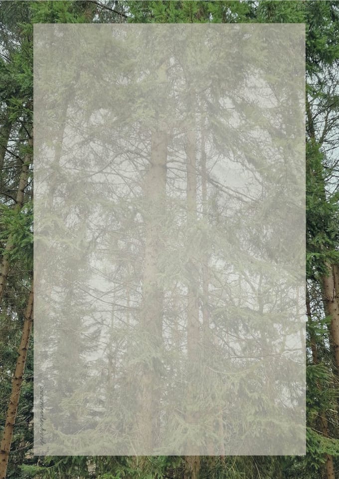 Briefpapier 24 vellen - Dennenbomen - Meer Leuks - A4 formaat - Postpapier