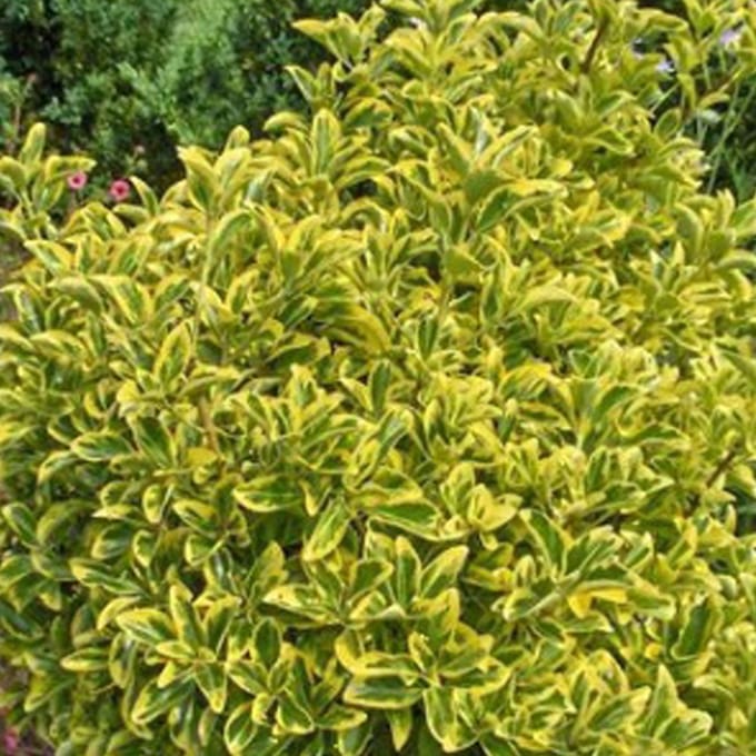 Kardinaalsmuts - Euonymus japonicus 'Aureomarginatus' - 60-80 cm