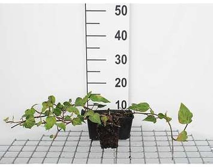 12x Perzische Klimop, Kaukasische Klimop - Hedera colchica | 9x9 cm pot