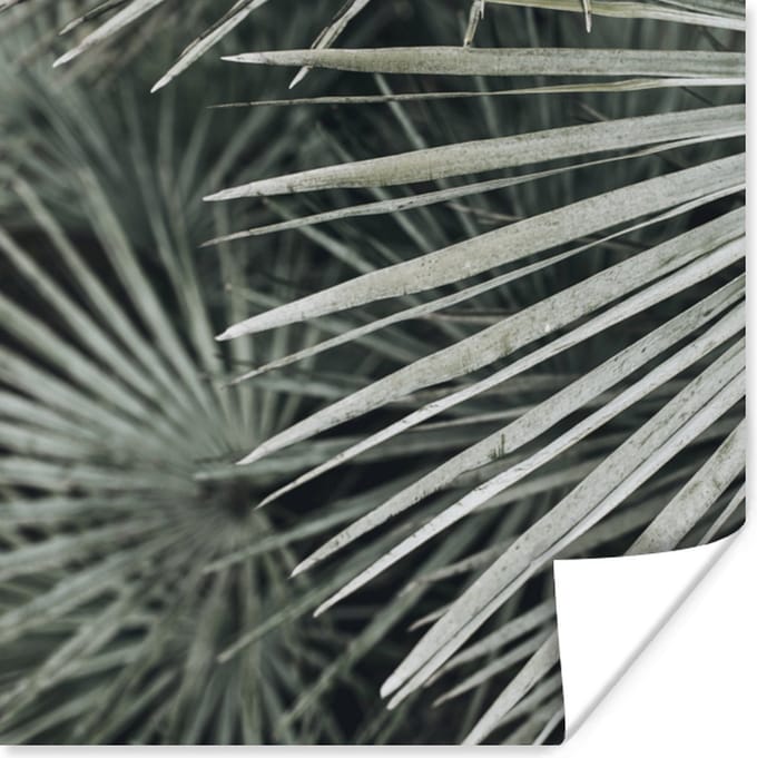 Poster Bladeren - Groen - Palm - 100x100 cm XXL