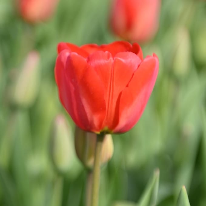 Tulpenbollen 'Parade' – 30 stuks – Rode Tulpenbollen – Bloembollen – Voorjaarstuin – Najaar planten