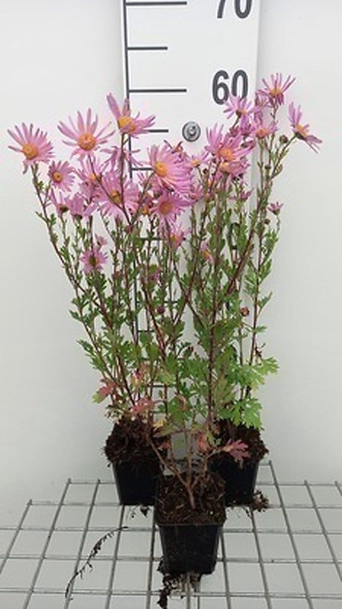 6x Chrysanthemum - Chrysanthemum (rub.) 'Clara Curtis' | 9x9 cm pot