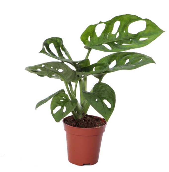 JUNAVERA Monstera obliqua terrariumplant | 3 stek | 12 cm pot | 30 cm hoog