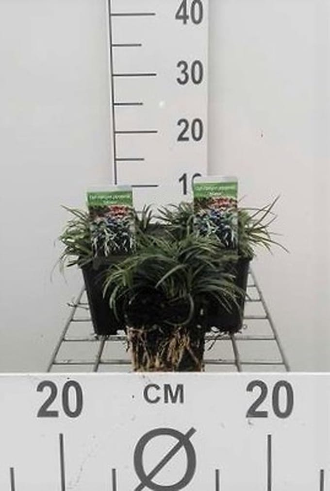 6x Slangenbaard - Ophiopogon japonicus | 9x9 cm pot