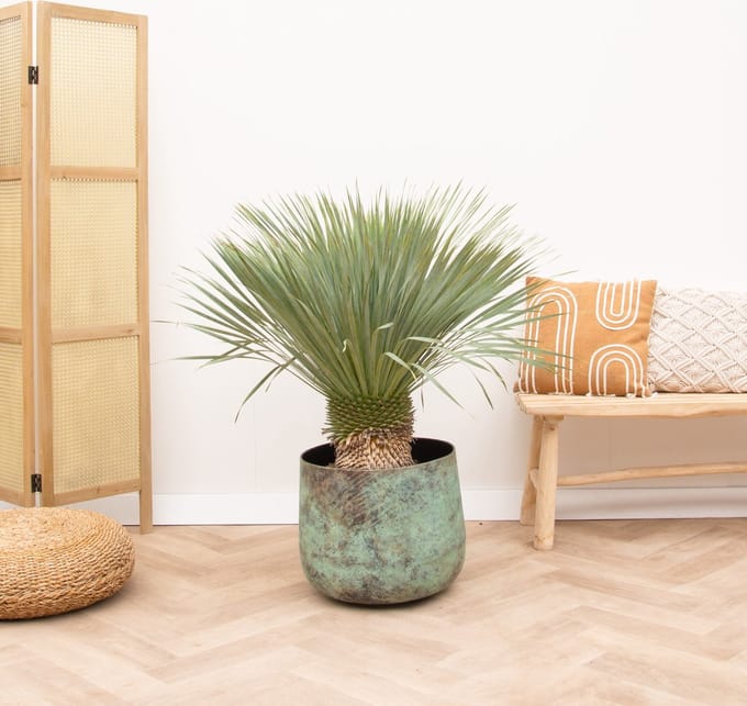 Yucca Rostrata op stam - 120cm