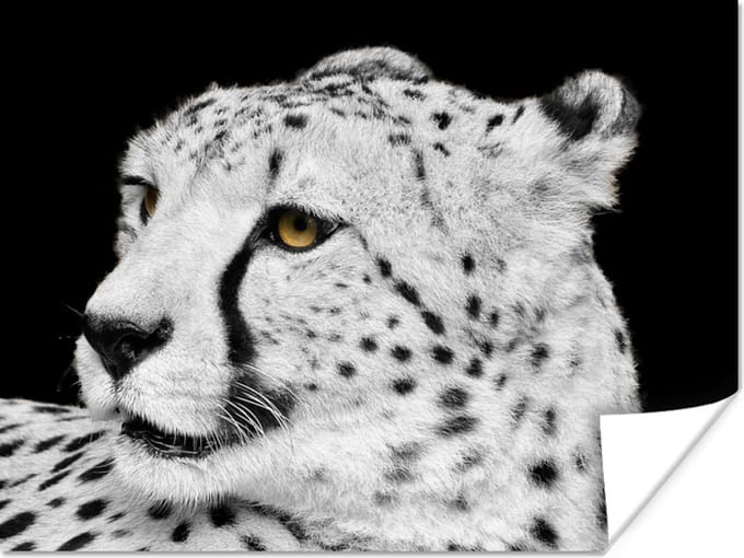 Poster Luipaard - Wit - Zwart - 40x30 cm
