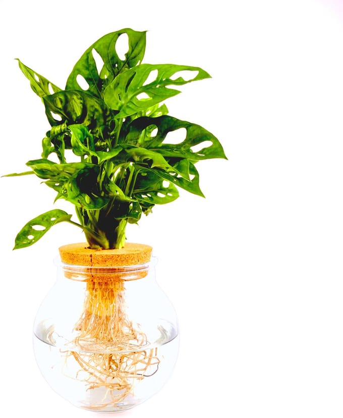 Intenz | Bolglas | Monstera | Adansonii | Hydroponie | Mangrove