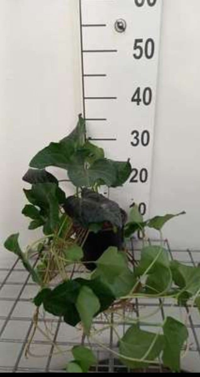 2 x Hedera algeriensis laforet - Struikklimop 40- 60 cm in pot