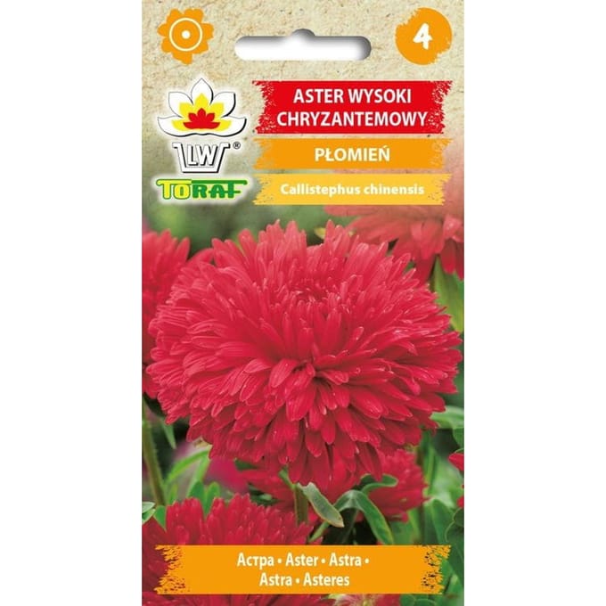 Zaden van Aster Chrysanthemum Flame Red 1G vol, hoogte 50-80cm