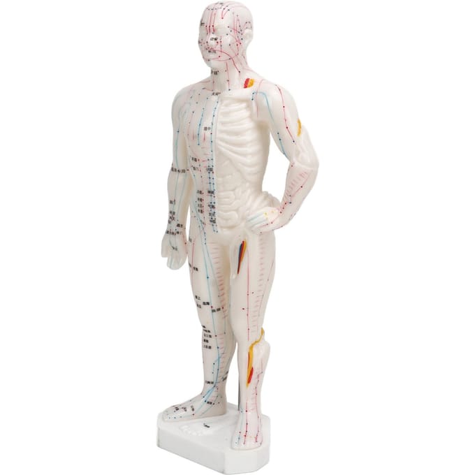 Modèle d'acupuncture du corps humain, modèle professionnel portable de points méridiens pour les cours de sciences white