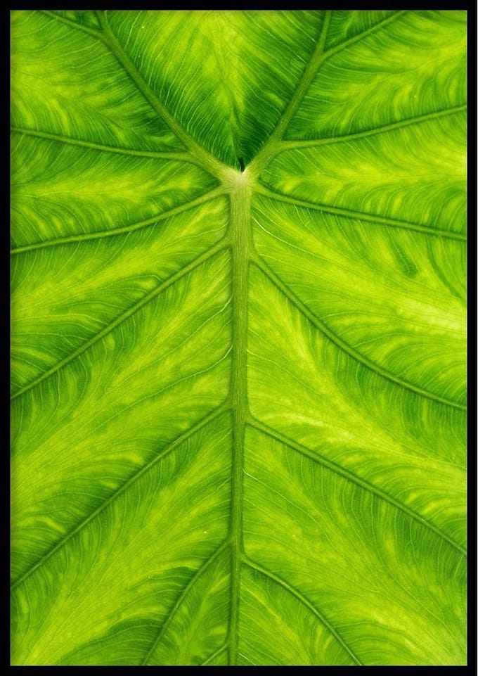 Poster – Olifantsoor blad - 70x100cm