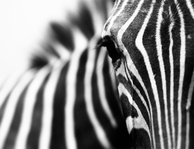 TMK ArtDeko Serie - Snijplank - Zebra - 52x40 - Glas - Beschermplaat