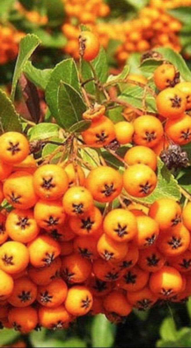 Pyracantha hybr. 'Golden Charmer' - Vuurdoorn 80-100 cm | pot