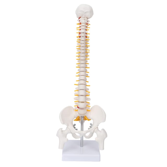 Wervelkolommodel Flexibele Wervelkolom Caudale Wervel Anatomisch Model met Zenuwwortels voor Wetenschapsonderwijs white
