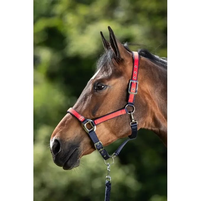Paarden halster HFI