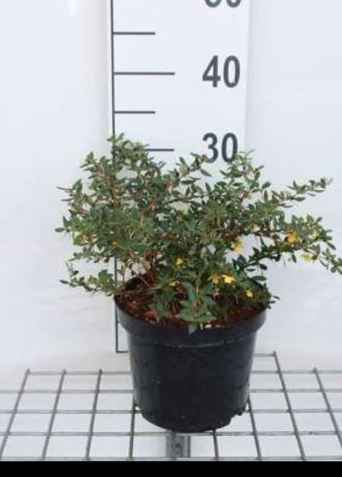 2 x Berberis verruculosa - Zuurbes 25- 30 cm in pot