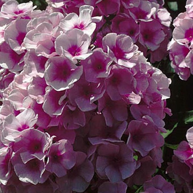 6 x Phlox 'Bright Eyes' - Vlambloem pot 9x9cm