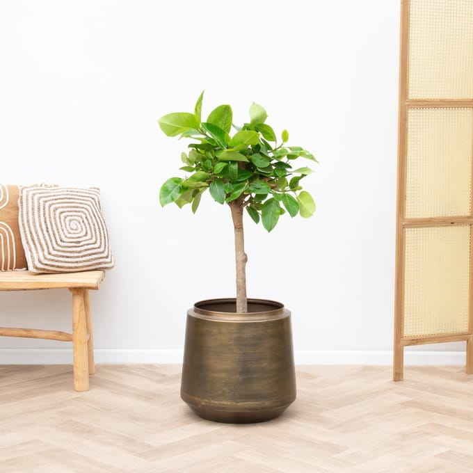Ficus Altissima Variegata - 100cm