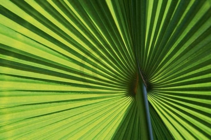 Kunstdruk Ortwin Klipp - Leaf 1 70x50cm