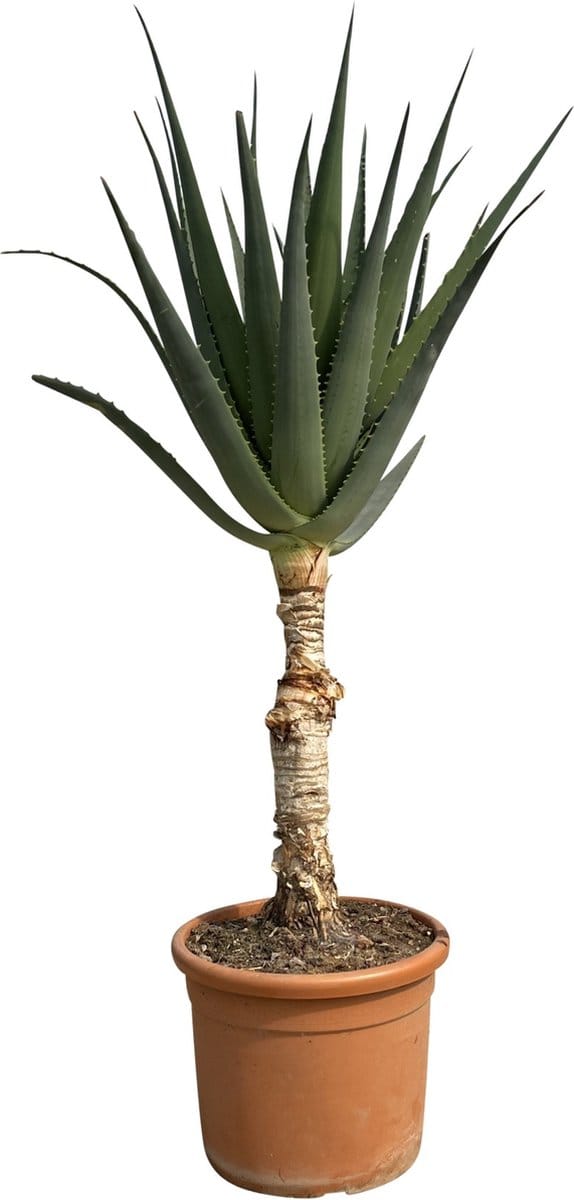 Aloë Alborescens stam - 180cm