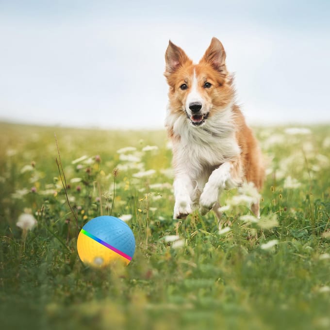 Speelgoedbal voor huisdieren - Interactief hondenspeelgoed Jolly Ball Herding Ball voor honden - Dual Mode Design No Remote Control oranje/geel