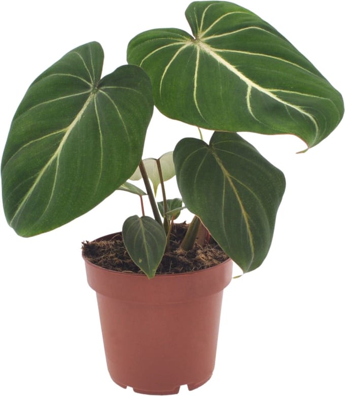 Philodendron Gloriosum | 35cm | excl. Keramieken pot
