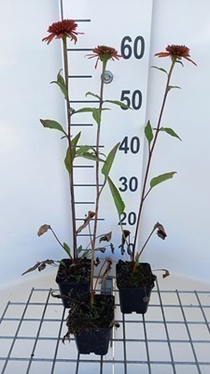 6x Zonnehoed - Echinacea purp. Irresistible' | pot 9 x 9 cm
