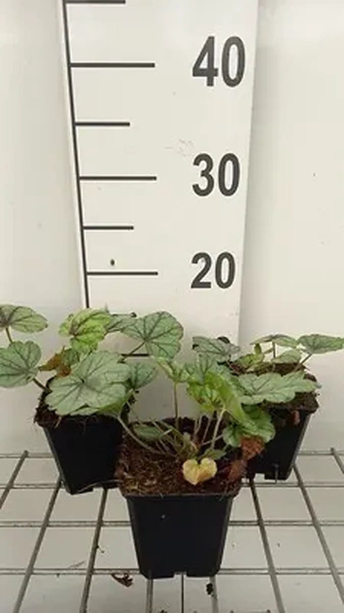 6x Schuimklokje - Heucherella hybr. 'Pink Fizz' | 9x9 cm pot