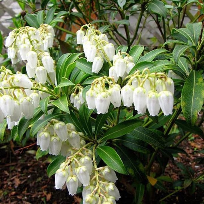 Pieris Japonica 'Purity' - Rotsheide 20-30 cm pot