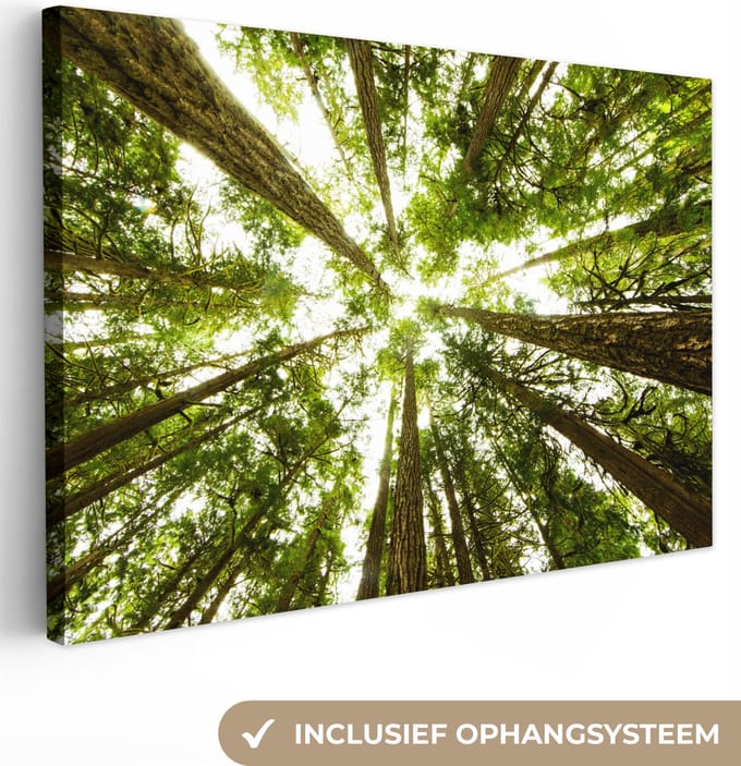 Canvas Schilderij Hoge groene bomen in jungle - 90x60 cm - Wanddecoratie